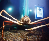 Kepiting laba-laba Jepang