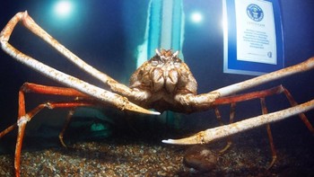 Japanese spider crab atau kepiting laba-laba Jepang, adalah krustasea terbesar di Bumi. Mereka hidup di lepas pantai Jepang. Foto: Guinnes World Record