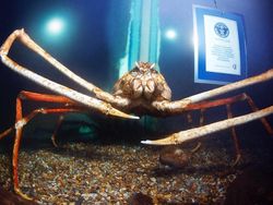 Foto-foto Menakjubkan Kepiting Terbesar di Dunia