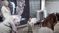 Adzam diperkenalkan dengan kambing yang bakal menjadi hewan kurbannya. Foto: YouTube Nathalie Holscher