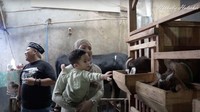 Adzam bahkan minta digendong oleh Nathalie Holscher karena penasaran ingin memegang kambing tersebut. Foto: YouTube Nathalie Holscher