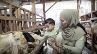 Adzam beberapa kali mengelus kambing yang sedang asyik makan. Foto: YouTube Nathalie Holscher