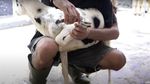 7 Momen Nathalie Holshcer Ajak Kambing Kurban Naik Alphard