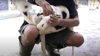 Kuku kambing dipotong terlebih dulu sebelum dibawa pulang oleh Nathalie Holscher. Foto: YouTube Nathalie Holscher