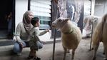 7 Momen Nathalie Holshcer Ajak Kambing Kurban Naik Alphard