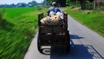 Ojek Kambing Laris Manis Menjelang Idul Adha
