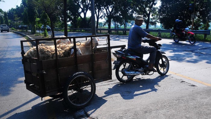 Ojek Kambing Laris Manis Menjelang Idul Adha Penyedia jasa ojek kambing mengantar kambing dengan sepeda motor gerobak di jalan pantura Desa Kirig, Mejobo, Kudus, Jawa Tengah, Jumat (23/6/2023). Sepekan menjelang hari raya idul adha jasa ojek pengantar kambing dari pasar hewan sampai ke tempat tujuan pembeli dengan upah Rp20 ribu hingga Rp200 ribu per ekor tergantung jarak tempuh itu bisa mengantar hingga 20 kambing dalam sehari.