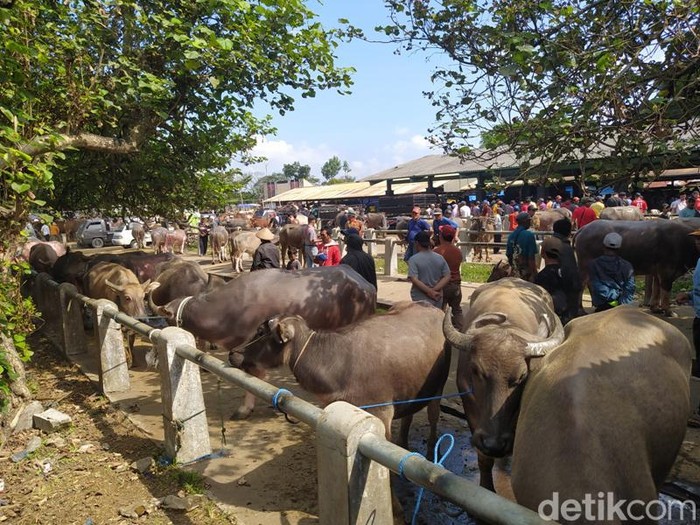 Pasar Hewan Muntilan, Kabupaten Magelang, Jumat (23/6/2023).