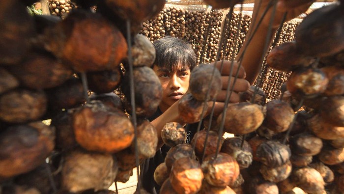 Permintaan ekspor buah pinang meningkat Pekerja menjemur buah pinang dengan metode gantung disalah satu rumah produksi di Kabupaten Kaur, Provinsi Bengkulu, Kamis (22/6/2023). Menurut pengepul permintaan pasar ekspor buah pinang meningkat sejak tiga bulan terakhir dari biasanya ratarata satu ton per bulan menjadi rata-rata tiga ton per bulan dengan harga Rp17.000 per kilogram, sedangkan harga pada tingkat petani Rp13.000 per kilogram. ANTARA FOTO/Muhammad Izfaldi/foc.