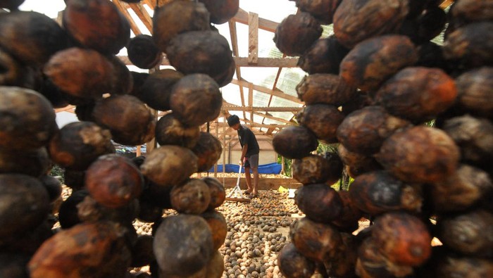 Permintaan ekspor buah pinang meningkat Pekerja menjemur buah pinang dengan metode gantung disalah satu rumah produksi di Kabupaten Kaur, Provinsi Bengkulu, Kamis (22/6/2023). Menurut pengepul permintaan pasar ekspor buah pinang meningkat sejak tiga bulan terakhir dari biasanya ratarata satu ton per bulan menjadi rata-rata tiga ton per bulan dengan harga Rp17.000 per kilogram, sedangkan harga pada tingkat petani Rp13.000 per kilogram. ANTARA FOTO/Muhammad Izfaldi/foc.