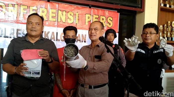 Polisi menunjukkan barang bukti ganja di Mapolres Pekalongan Kota, Jumat (23/6/2023).