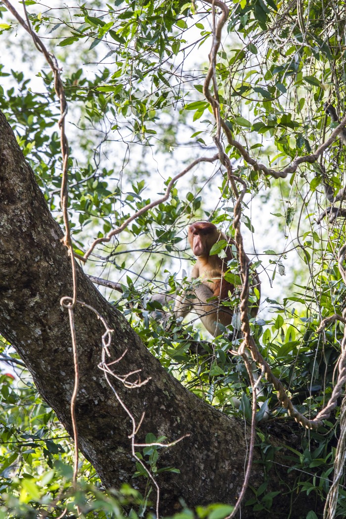 Populasi bekantan di Kalsel bertambah Sejumlah bekantan (Nasalis larvatus) berada di kawasan Stasiun Riset Bekantan Pulau Curiak milik Yayasan Sahabat Bekantan Indonesia di Kabupaten Barito Kuala, Kalimantan Selatan, Jumat (23/6/2023). Yayasan Sahabat Bekantan Indonesia di Kalimantan Selatan pada tahun 2023 berhasil meningkatkan populasi bekantan dari 14 ekor menjadi sekitar 35 ekor serta sebagai upaya Pemerintah Provinsi Kalimantan Selatan dalam pelestarian lingkungan dan bekantan memasukkan Konservasi Bekantan Curiak menjadi salah satu situs geopark meratus yang di ajukan ke Unesco Global Geopark (UGGp). ANTARA FOTO/Bayu Pratama S/foc.