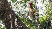 Yayasan Sahabat Bekantan Indonesia di Kalimantan Selatan pada tahun 2023 berhasil meningkatkan populasi bekantan dari 14 ekor menjadi sekitar 35 ekor.