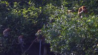 Sejumlah bekantan (Nasalis larvatus) berada di kawasan Stasiun Riset Bekantan Pulau Curiak milik Yayasan Sahabat Bekantan Indonesia di Kabupaten Barito Kuala, Kalimantan Selatan, Jumat (23/6/2023).