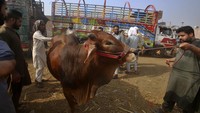 Di pasar ini, pedagang menjual unta hingga sapi untuk hewan kurban. (AP Photo/Muhammad Sajjad)