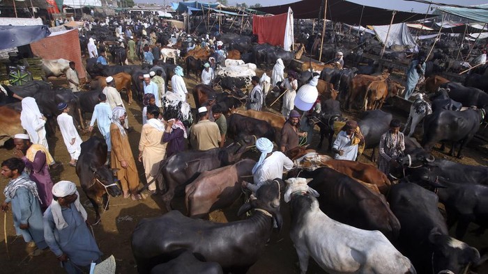 Potret Pasar Hewan di Pakistan yang Selalu Padat Jelang Idul Adha A vendor displays a bull for customers at a cattle market set up for the upcoming Muslim Eid al-Adha or Feast of Sacrifice holiday, in Peshawar, Pakistan, Friday, June 23, 2023. (AP Photo/Muhammad Sajjad)