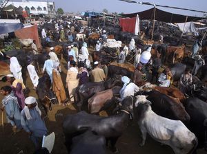 Potret Pasar Hewan di Pakistan yang Selalu Padat Jelang Idul Adha