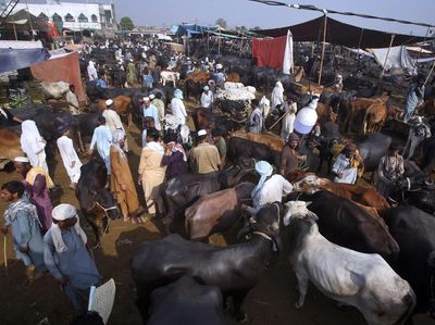 Potret Pasar Hewan di Pakistan yang Selalu Padat Jelang Idul Adha