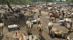 Potret Pasar Hewan di Pakistan yang Selalu Padat Jelang Idul Adha