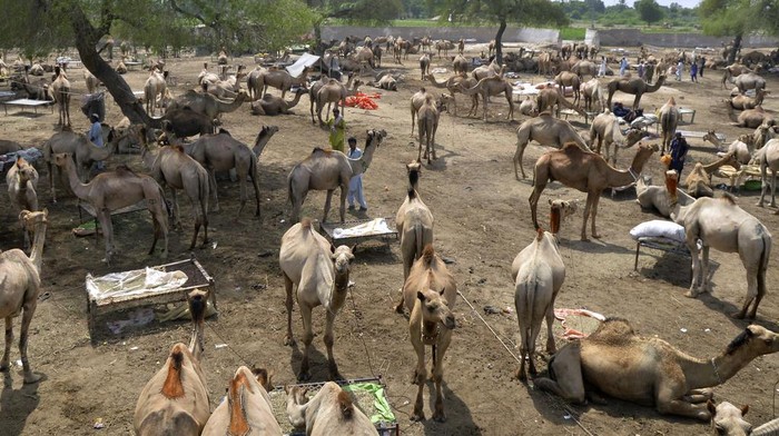 Vendors wait for customers at a market set up for the upcoming Muslim Eid al-Adha or Feast of Sacrifice holiday, in Hala near Hyderabad, Pakistan, Wednesday, June 21, 2023. (AP Photo/Pervez Masih)