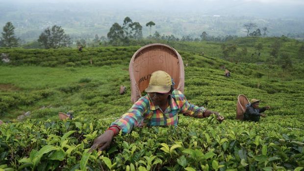 Seorang pemetik teh memetik daun teh di perkebunan pada pagi hari di Norwood, Provinsi Tengah, Sri Lanka, 19 Agustus 2022. REUTERS/Joseph Campbell