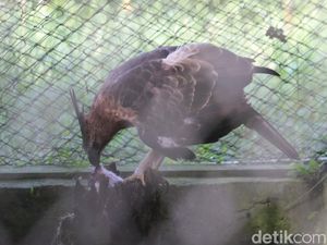 Menapaki Jejak Garuda dari Kandang Konservasi hingga Kembali ke Alam