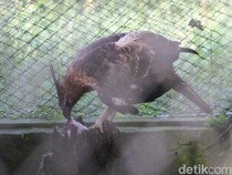 Menapaki Jejak Garuda dari Kandang Konservasi hingga Kembali ke Alam
