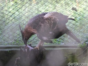 Menapaki Jejak Garuda dari Kandang Konservasi hingga Kembali ke Alam