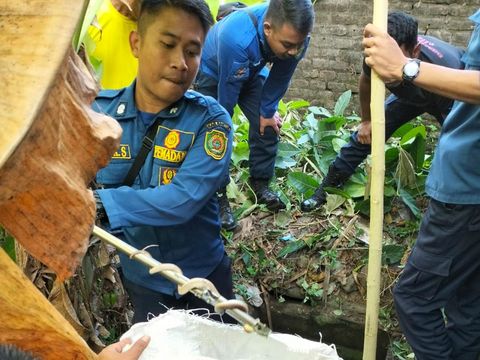 Warga temukan 9 ular picung di pekarangan masjid di Bantul, Jumat (23/6/2023).