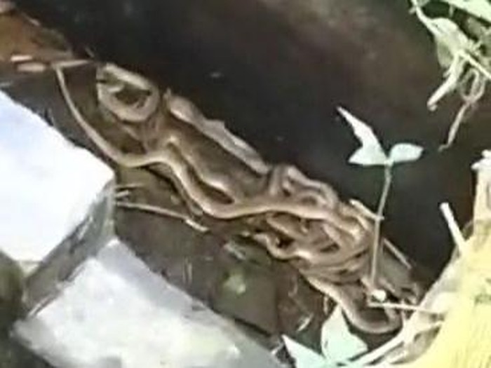Warga temukan 9 ular picung di pekarangan masjid di Bantul, Jumat (23/6/2023).