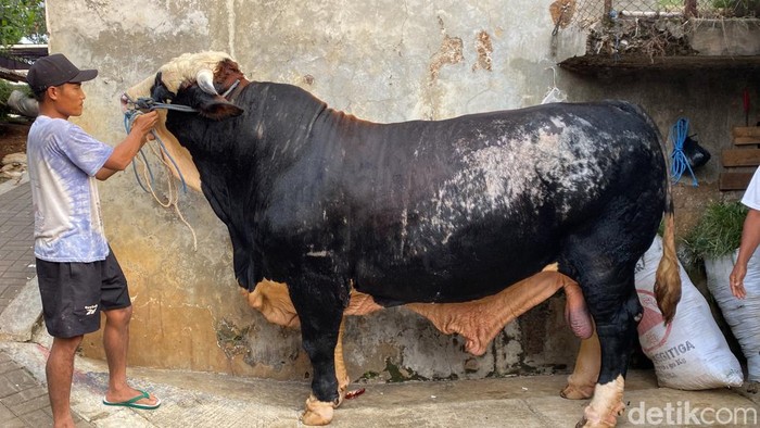 Berkah, sapi Simmental asal Sukabumi pesanan Menhan RI Prabowo Subianto