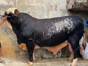 Prabowo Beli 4 Sapi Ukuran Jumbo Asal Sukabumi