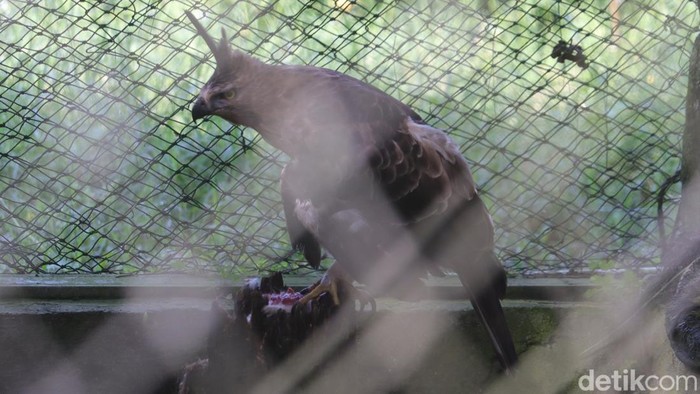 Elang Jawa koleksi Pusat Konservasi Elang Kamojang (PKEK) yang disimpan di kandang display edukasi. (Foto: Wisma Putra/detikJabar)