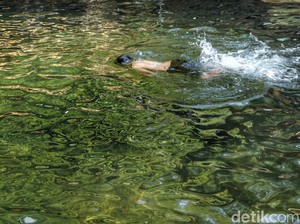 Percaya Nggak? Ada Mata Air Sejernih Ini di Bandung