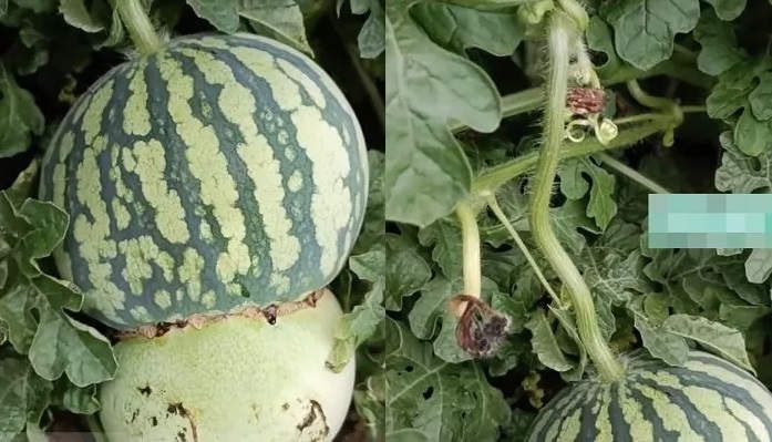 Petani China Hasilkan Buah Setengah Melon Setengah Semangka