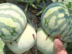 Unik! Buah Hybrid Perpaduan Melon dan Semangka