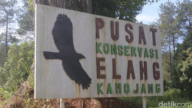 Pusat Konservasi Elang Kamojang