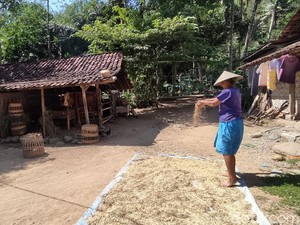 Cerita di Balik Pantangan Warga Nosari Wonogiri Menanam Pisang
