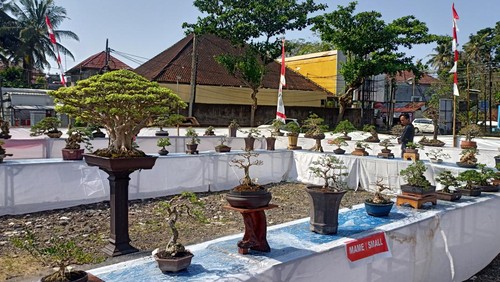 Bonsai beragam jenis dipamerkan dalam rangkaian hari ulang tahun (HUT) ke-383 Kota Amlapura di halaman pusat perbelanjaan Arta Sedana, Jalan Diponegoro, Amlapura, Karangasem, Bali. (Foto: I Wayan Selamat Juniasa)