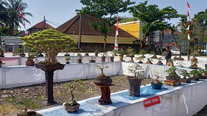 Bonsai beragam jenis dipamerkan dalam rangkaian hari ulang tahun (HUT) ke-383 Kota Amlapura di halaman pusat perbelanjaan Arta Sedana, Jalan Diponegoro, Amlapura, Karangasem, Bali. (Foto: I Wayan Selamat Juniasa)