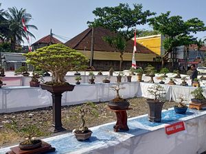 Pameran Bonsai HUT Kota Amlapura, Harga Tertinggi Rp 80 Juta