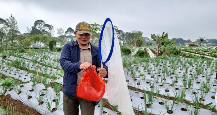Direktorat Jenderal Hortikultura Kementerian Pertanian melalui Direktorat Perlindungan Hortikultura melakukan Inventarisasi Musuh Alami pada pertanaman cabai, bawang merah, dan kentang awal Juni lalu.
