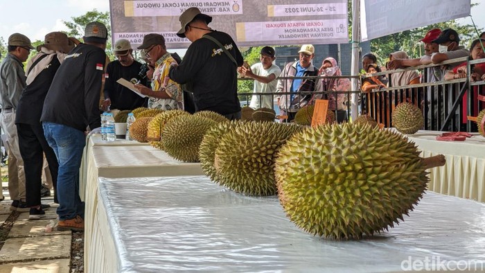 Mencari Varietas Unggul Di Kontes Durian Trenggalek Mencari Varietas Unggul Di Kontes Durian Trenggalek