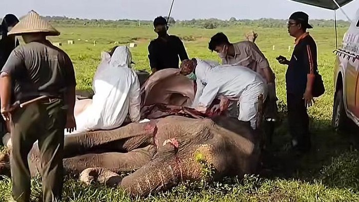 Tim Dokter TNWK melakukan nekropsi terhadap gajah benama Mambo yang mati di PLG TNWK.