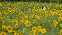 Pengunjung berjalan melewati ladang bunga matahari di Paju, Korea Selatan, Jumat (23/6/2023).