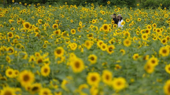 Visitors walk through a sunflower field in Paju, South Korea, Friday, June 23, 2023. (AP Photo/Lee Jin-man)