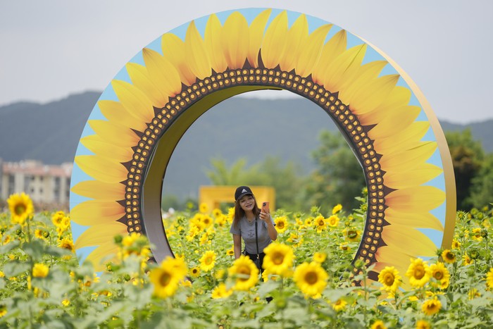 Visitors walk through a sunflower field in Paju, South Korea, Friday, June 23, 2023. (AP Photo/Lee Jin-man)
