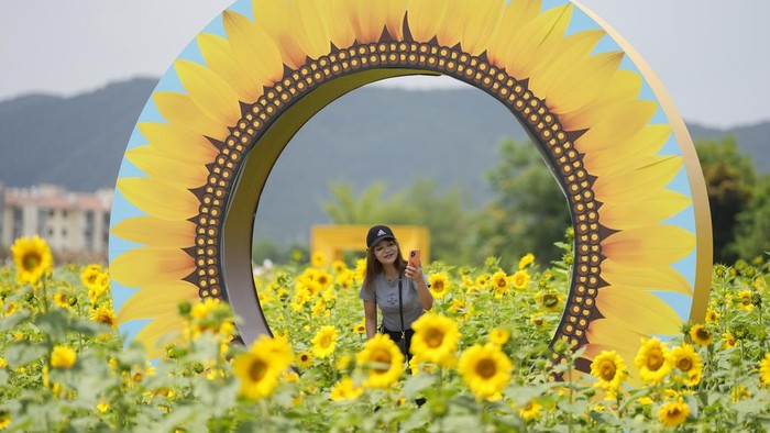 Visitors walk through a sunflower field in Paju, South Korea, Friday, June 23, 2023. (AP Photo/Lee Jin-man)