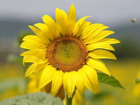 Visitors walk through a sunflower field in Paju, South Korea, Friday, June 23, 2023. (AP Photo/Lee Jin-man) Foto: AP/Lee Jin-man