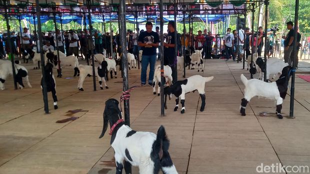Kontes kambing Kaligesing Regional Jawa di Klaten, Minggu (25/6/2023).